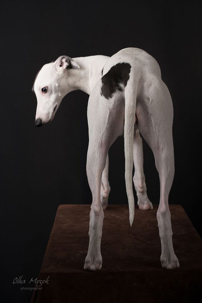Portrait of a girl with a dog