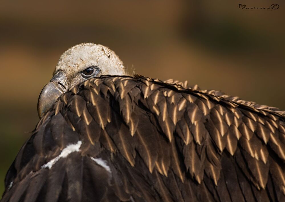 wildlife ,birds