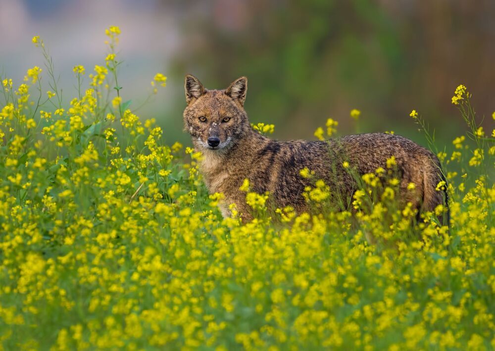wildlife ,birds