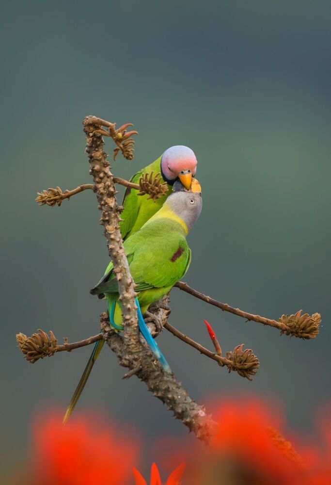 wildlife ,birds