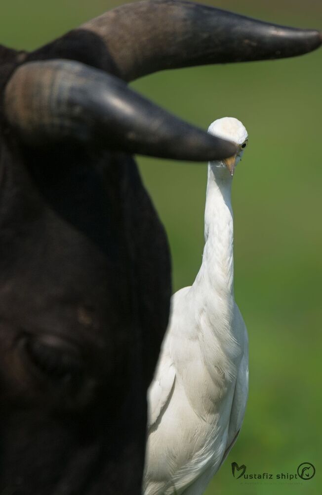 wildlife ,birds