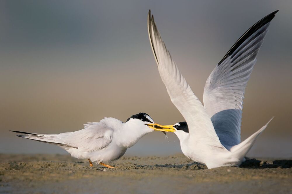wildlife ,birds
