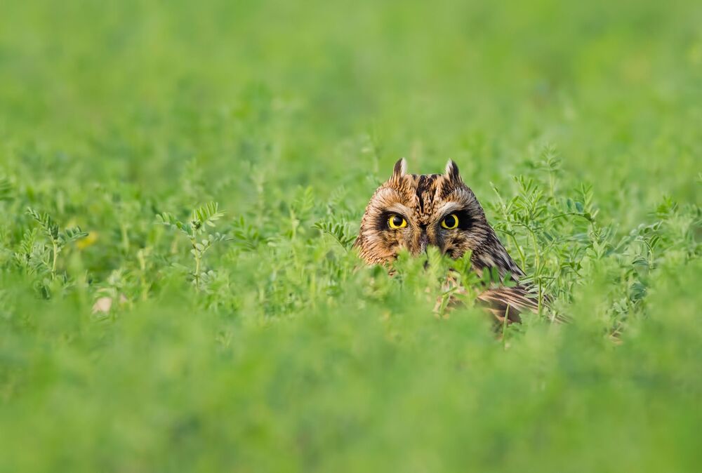 wildlife ,birds