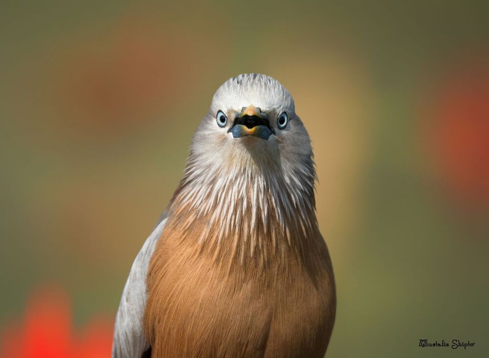 wildlife ,birds