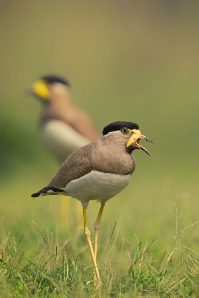 wildlife ,birds