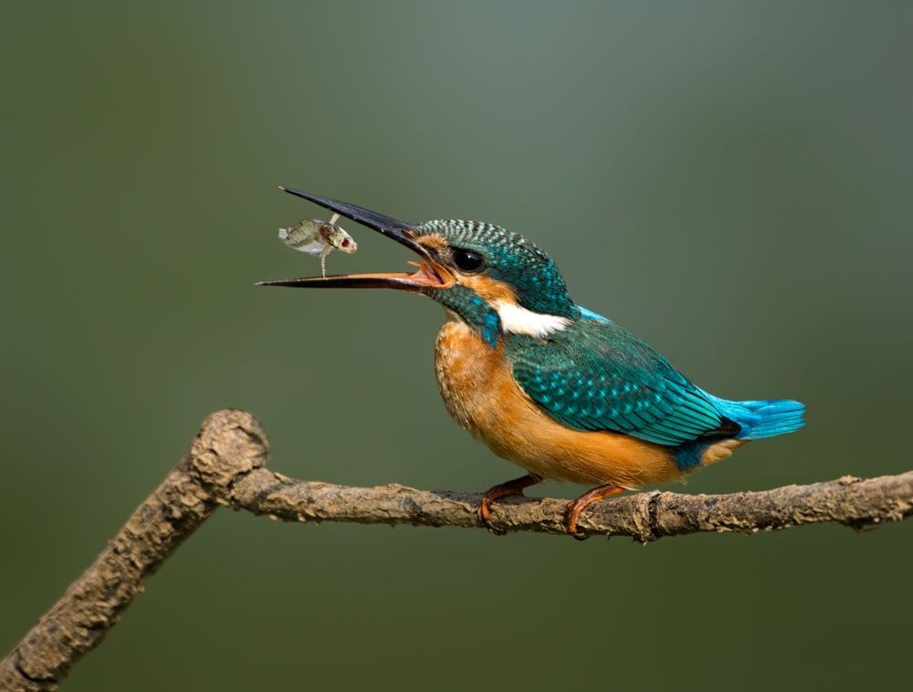 wildlife ,birds