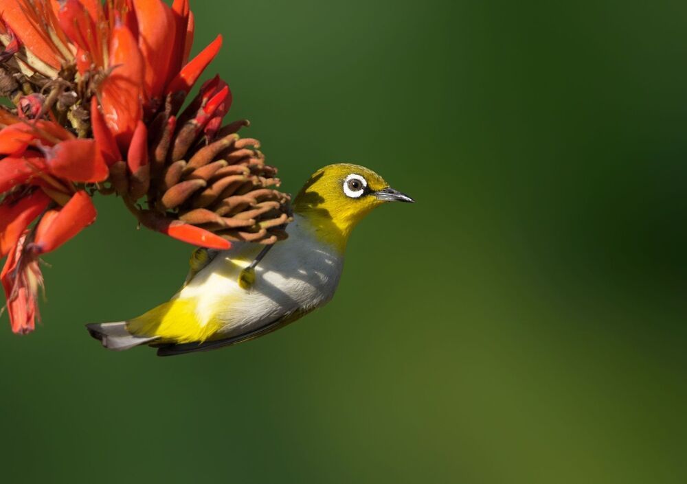 wildlife ,birds