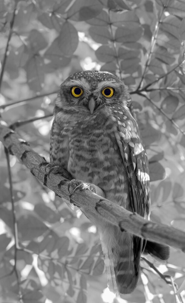 Samiul Kabir Photography