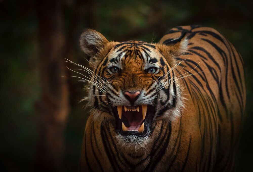 Samiul Kabir Photography