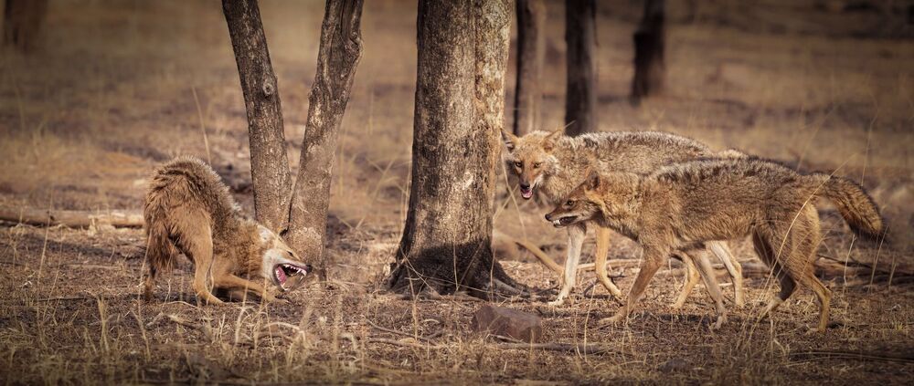 Samiul Kabir Photography