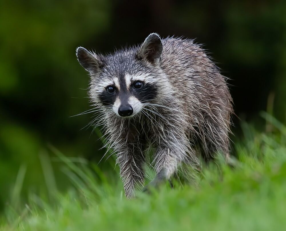 Енот-полоскун - Raccoon