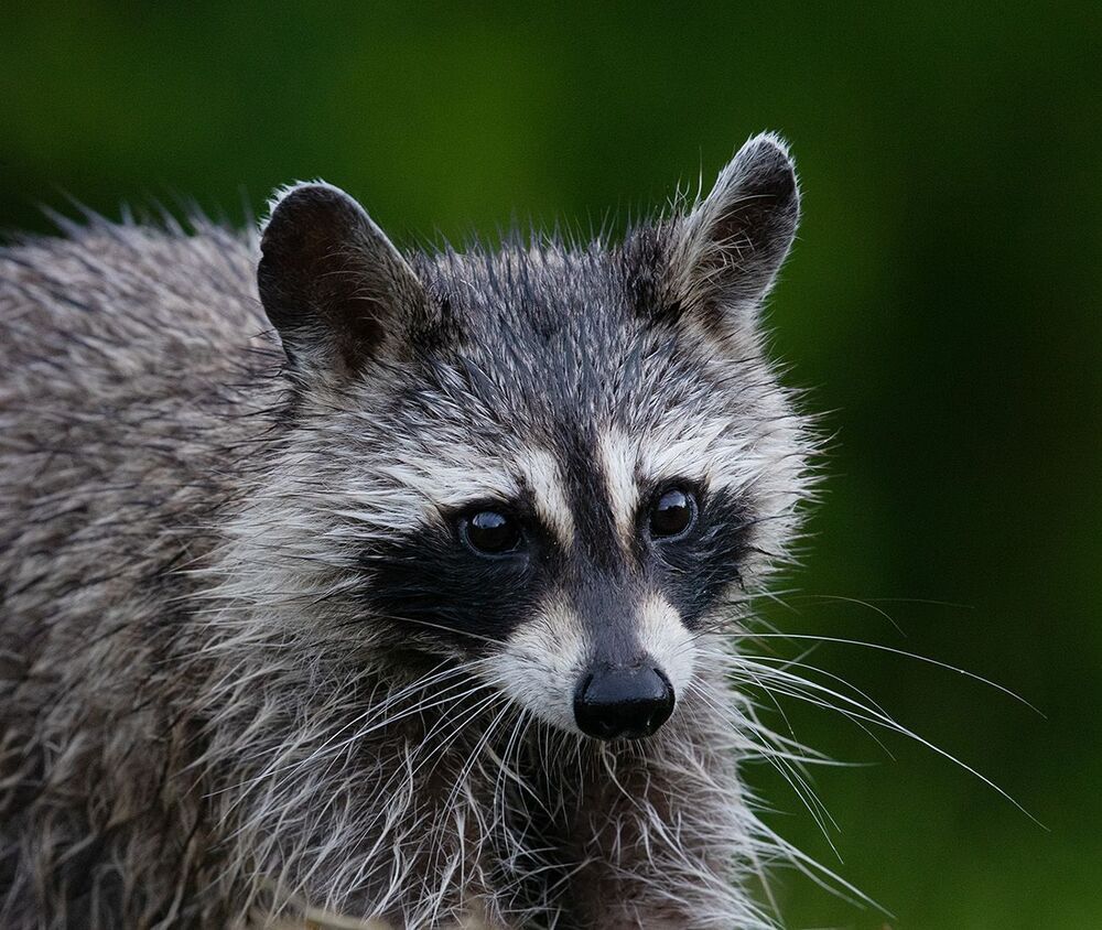 Енот-полоскун - Raccoon