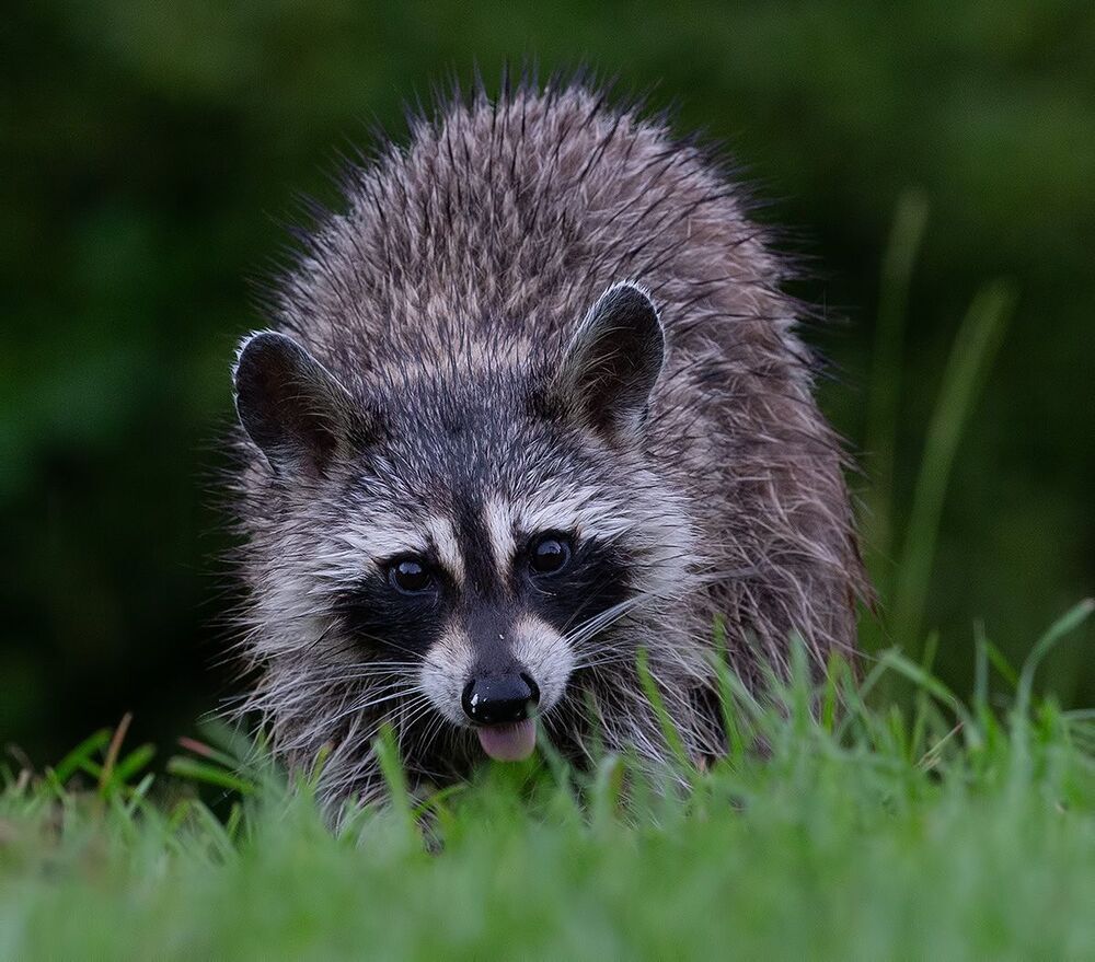 Енот-полоскун - Raccoon