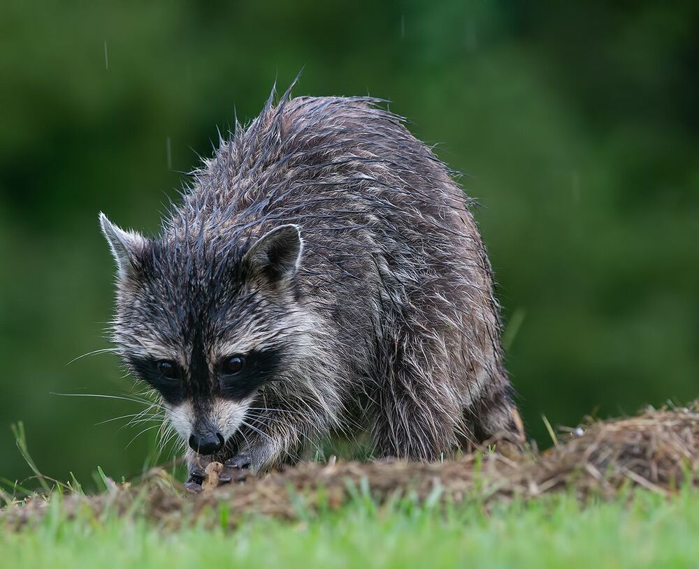 Енот-полоскун - Raccoon