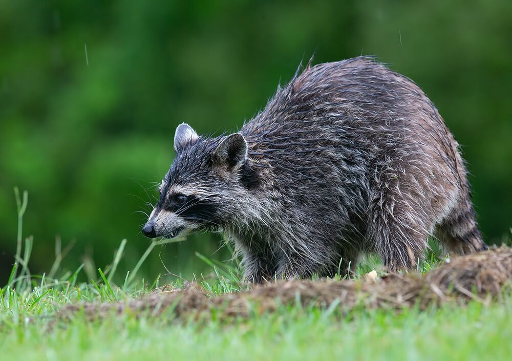 Енот-полоскун - Raccoon