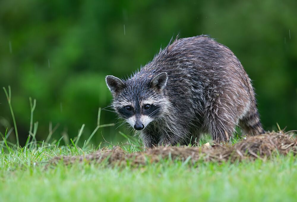 Енот-полоскун - Raccoon