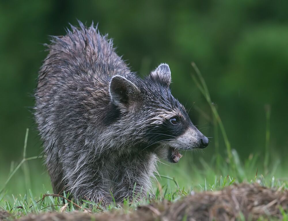 Енот-полоскун - Raccoon