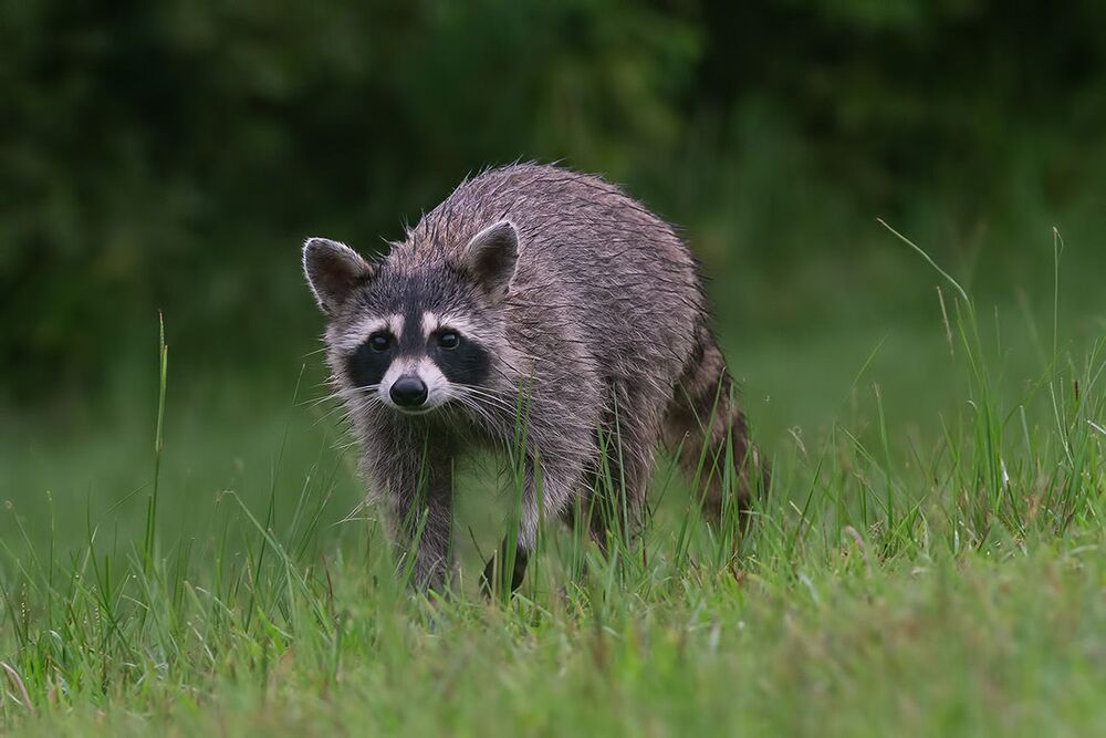 Енот-полоскун - Raccoon