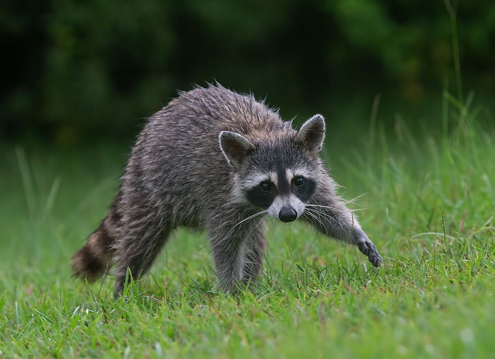 Енот-полоскун - Raccoon