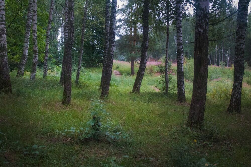 Таинственный лес в июле