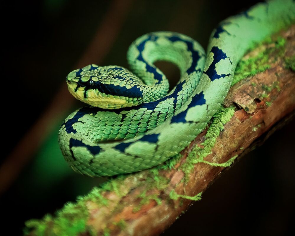 Цейлонская куфия (Trimeresurus trigonocephalus) &mdash; ядовитая змея подсемейства ямкоголовых семейства гадюковых. Эндемик острова Шри-Ланка. Яд имеет умеренную токсичность. В результате укуса возникает опухоль, появляется боль, которые проходят в течение нескольких дней. Иногда яд этой змеи может вызвать почечную недостаточность и сердечную дисфункцию.