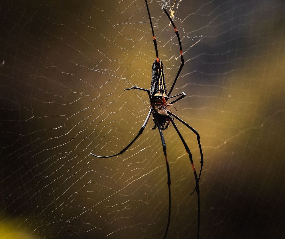 nephila maculata -  Взрослые особи обычно строят паутину на вершинах деревьев. Золотистый паук использует в пищу все, что попадает в его сети, от мелких насекомых до крупных кузнечиков, бабочек и богомолов. Яд этого паука достаточно силен, но для человека не опасен. Представляет собой нейротоксин, похожий на яд паука Черная вдова, однако не столь сильный. Укус вызывает местную боль, покраснение, возможно пузыри, но все это, как правило, исчезают в течении одного - двух дней.