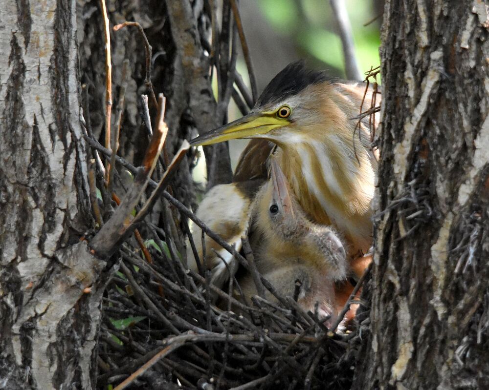 Длинноносая семейка