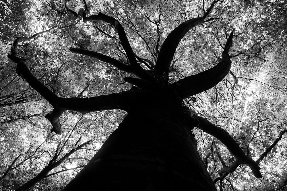 A Journey into the Woods