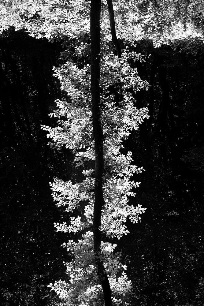 A Journey into the Woods