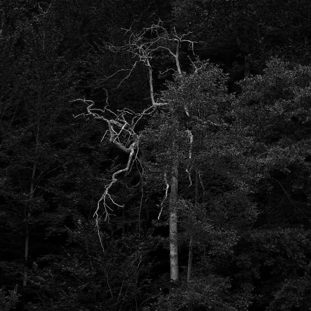 A Journey into the Woods