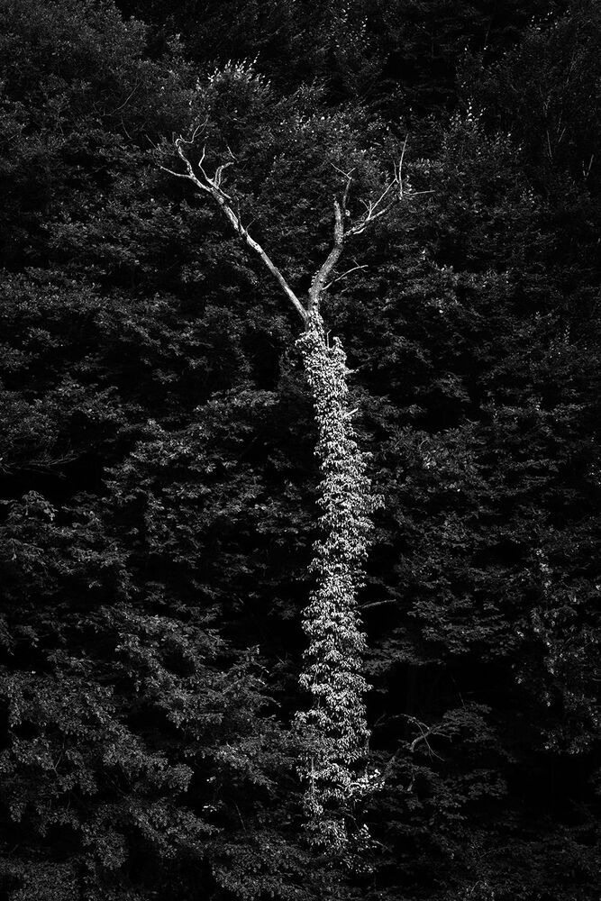 A Journey into the Woods