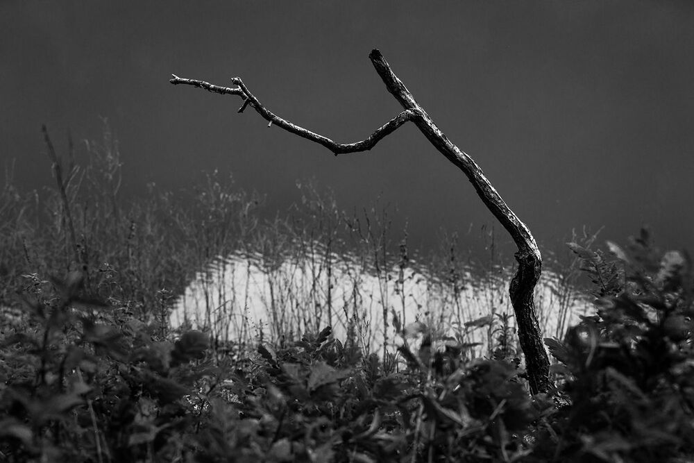 A Journey into the Woods