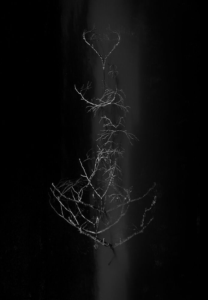 A Journey into the Woods