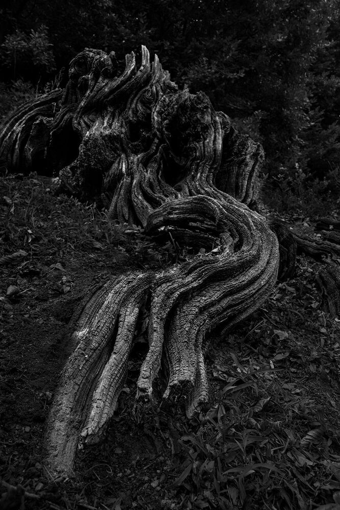 A Journey into the Woods