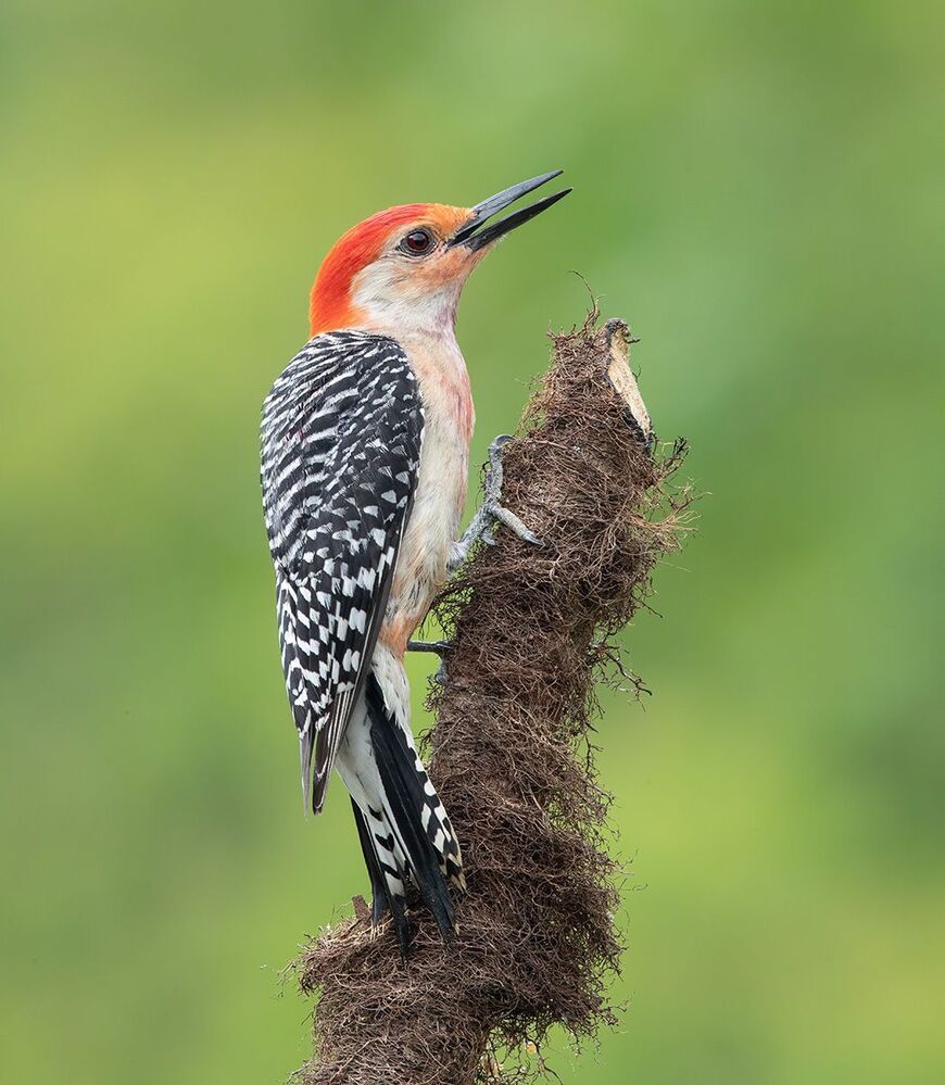 Дятлы - Каролинский меланерпес -Red-bellied Woodpecker