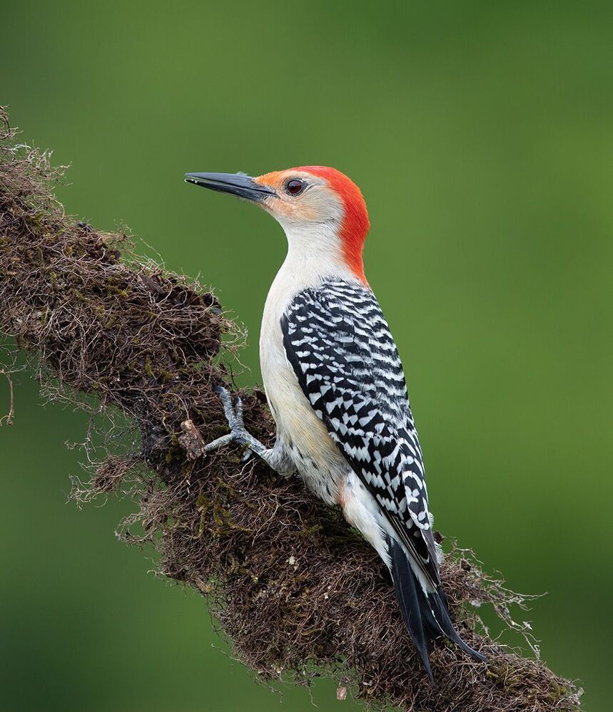 Дятлы - Каролинский меланерпес -Red-bellied Woodpecker