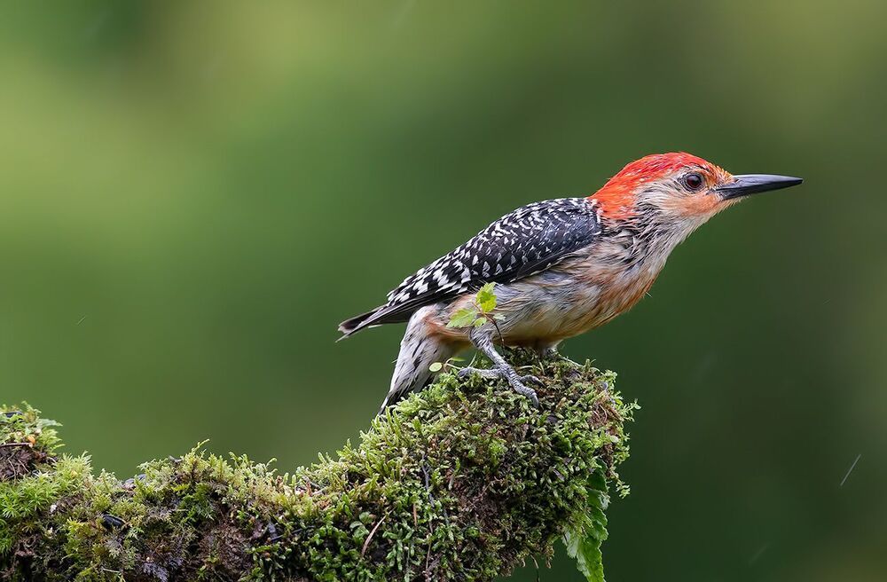 Дятлы - Каролинский меланерпес -Red-bellied Woodpecker