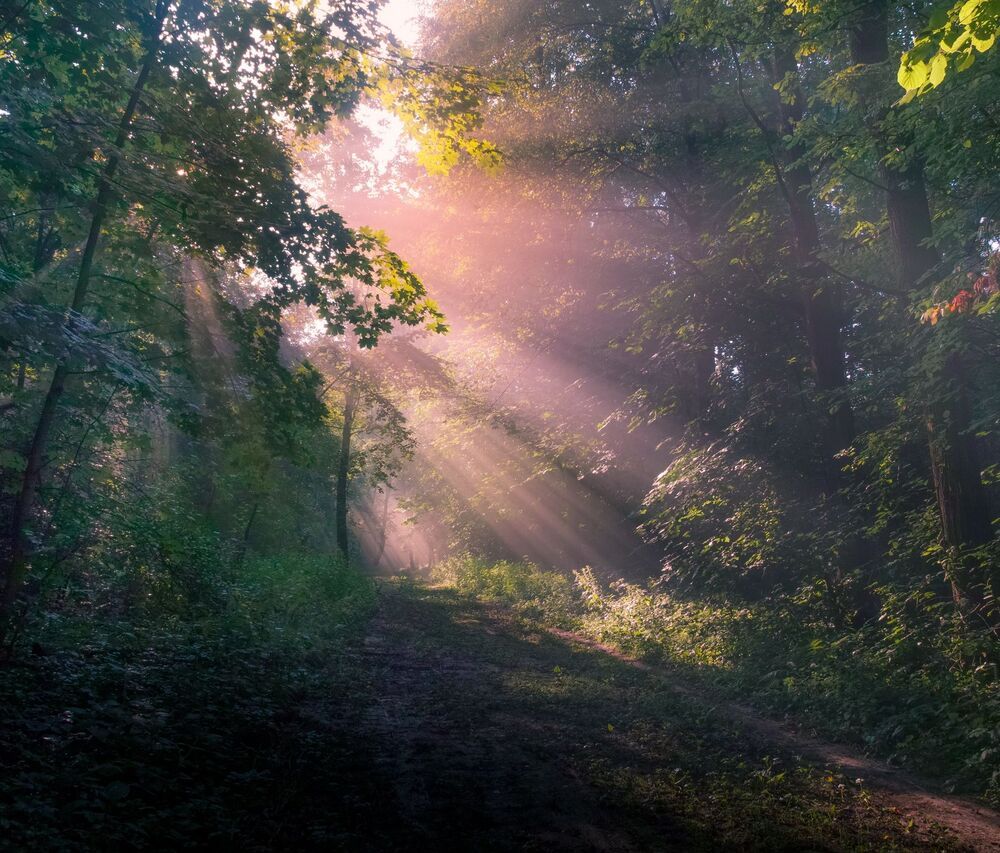 Утро в лесу
