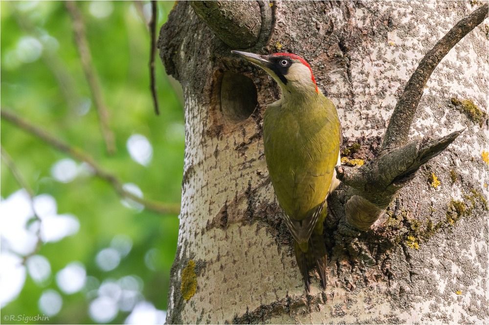 Дятлы