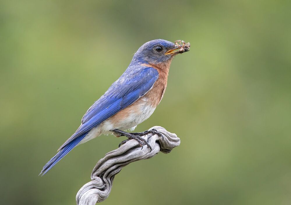 Восточная сиалия пара с угощением - Eastern Bluebird Male and Female