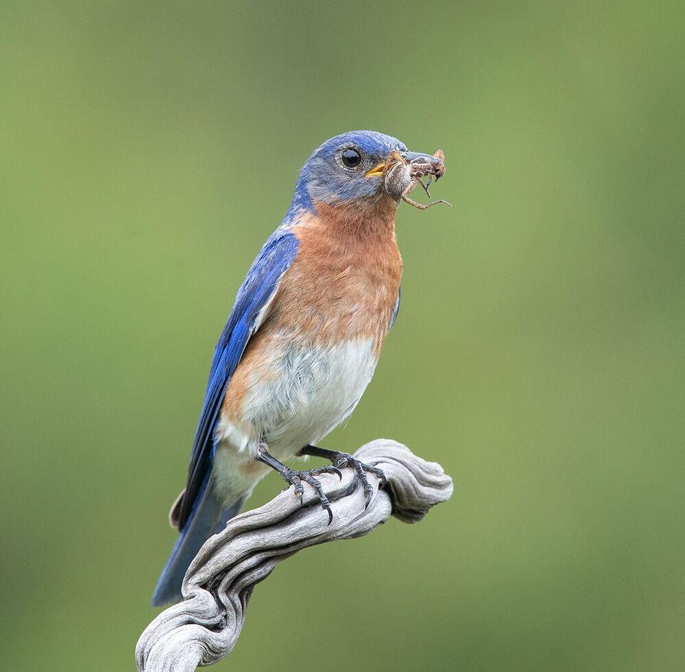 Восточная сиалия пара с угощением - Eastern Bluebird Male and Female