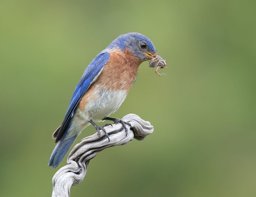 Восточная сиалия пара с угощением - Eastern Bluebird Male and Female