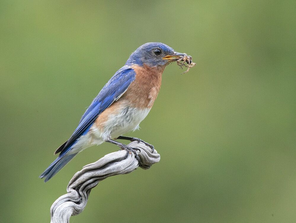 Восточная сиалия пара с угощением - Eastern Bluebird Male and Female