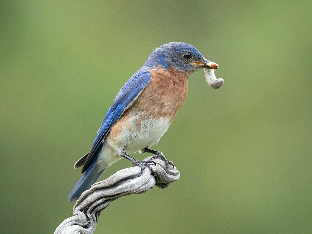 Восточная сиалия пара с угощением - Eastern Bluebird Male and Female