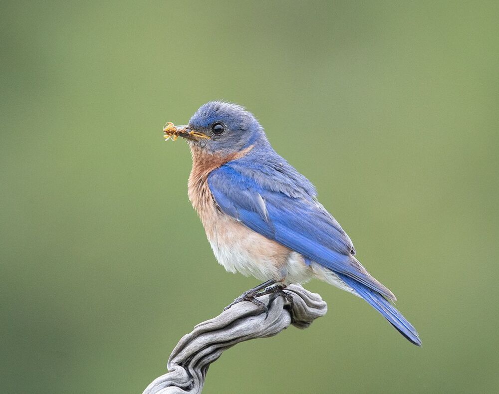 Восточная сиалия пара с угощением - Eastern Bluebird Male and Female