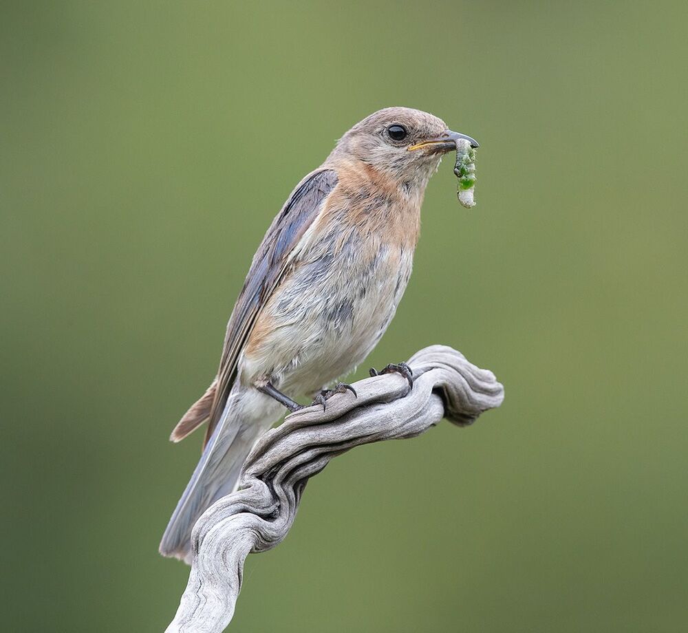 Восточная сиалия пара с угощением - Eastern Bluebird Male and Female