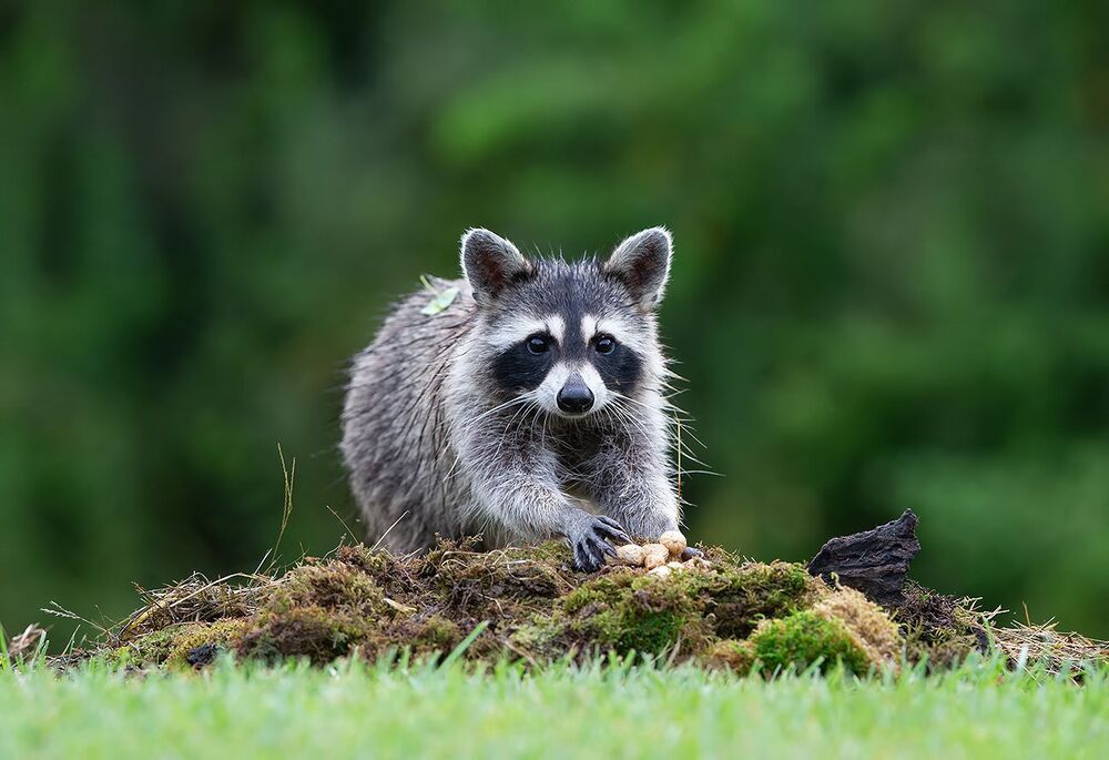 Raccoon - Енот-полоскун