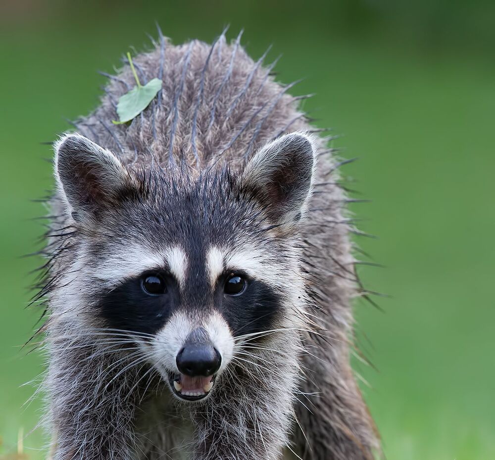 Raccoon - Енот-полоскун