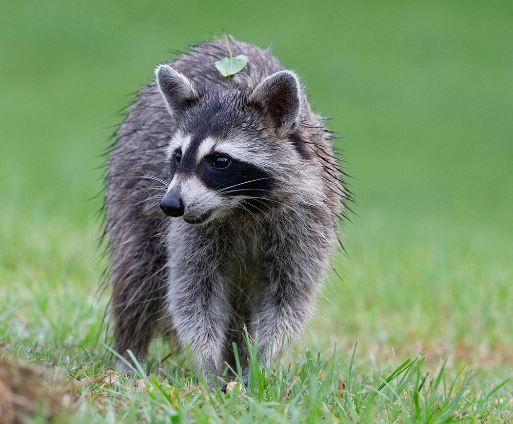 Raccoon - Енот-полоскун