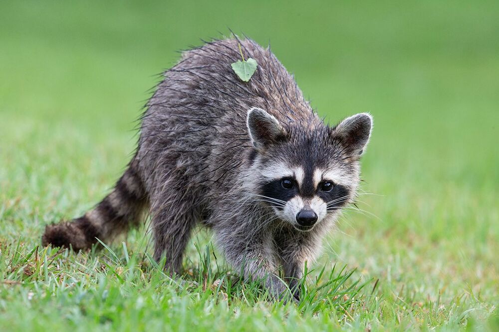 Raccoon - Енот-полоскун